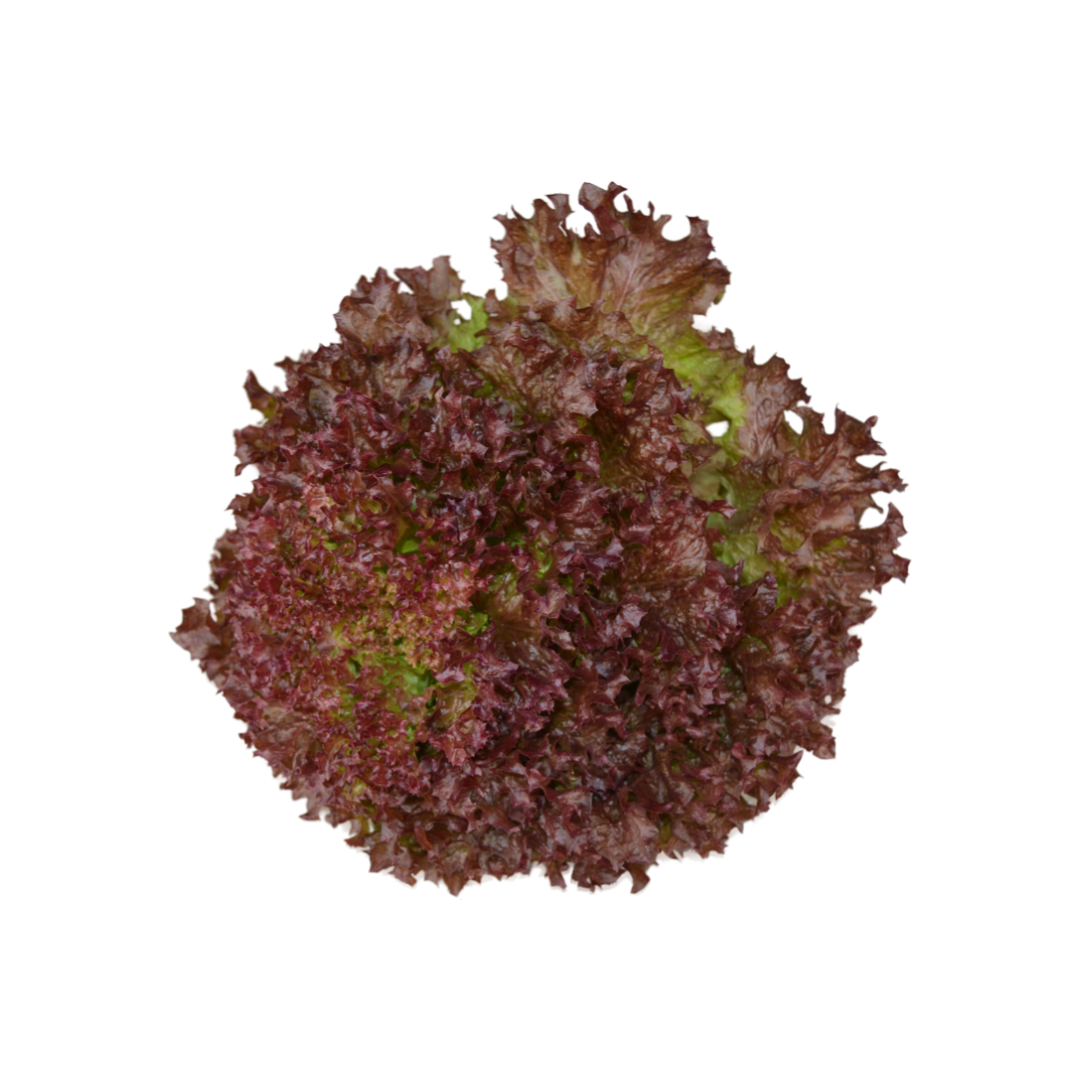 Lollo Rosso Lettuce