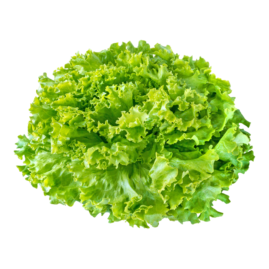 Green Lettuce