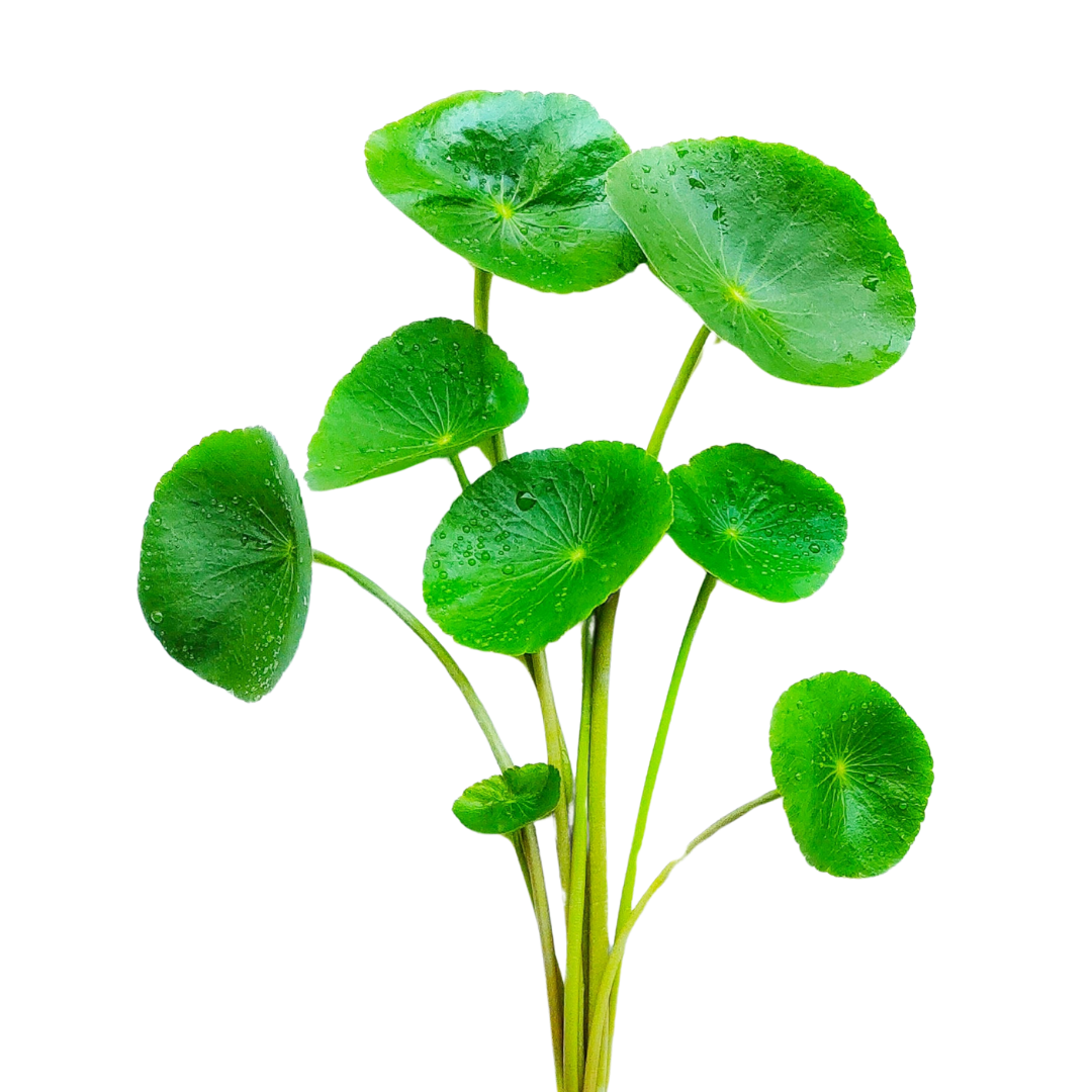 Gotu Kola/JalBramhi