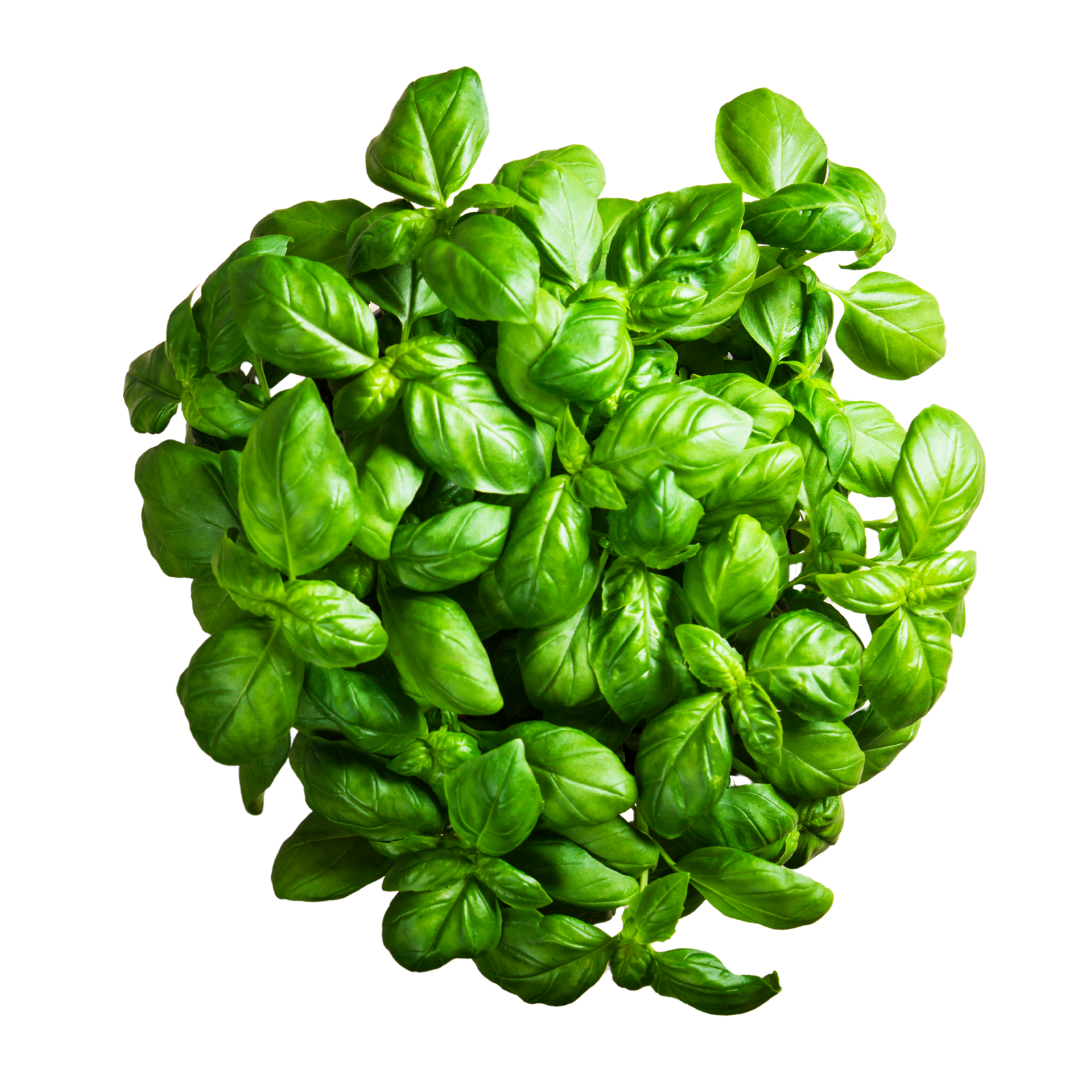 Italian Basil
