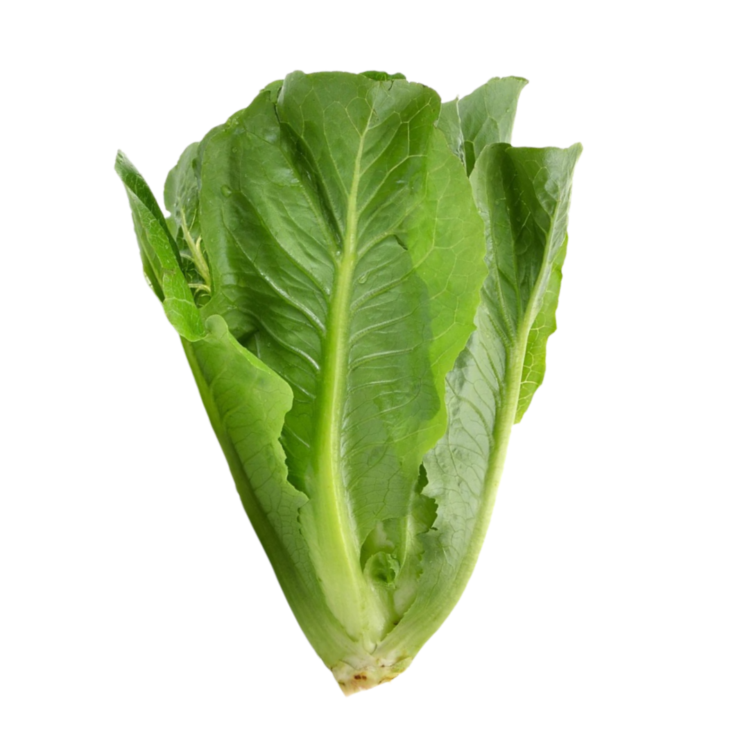 Romaine Lettuce
