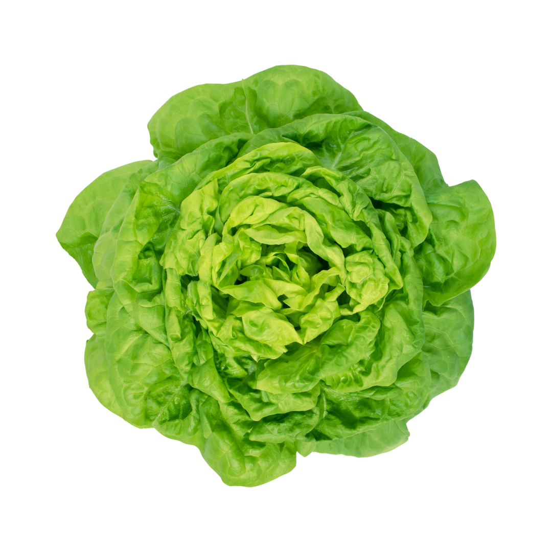 Butterhead Lettuce