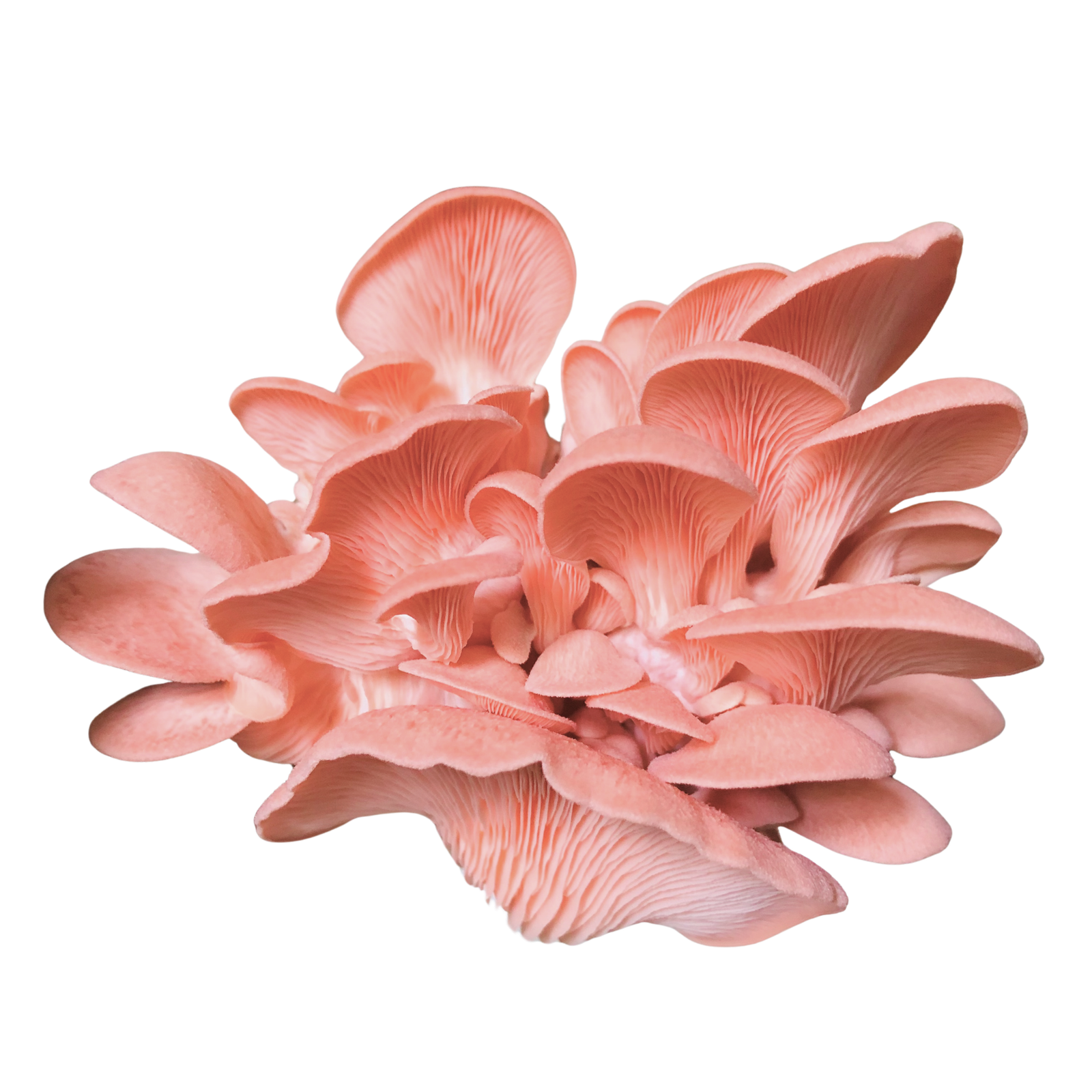 Pink Oyster Mushroom