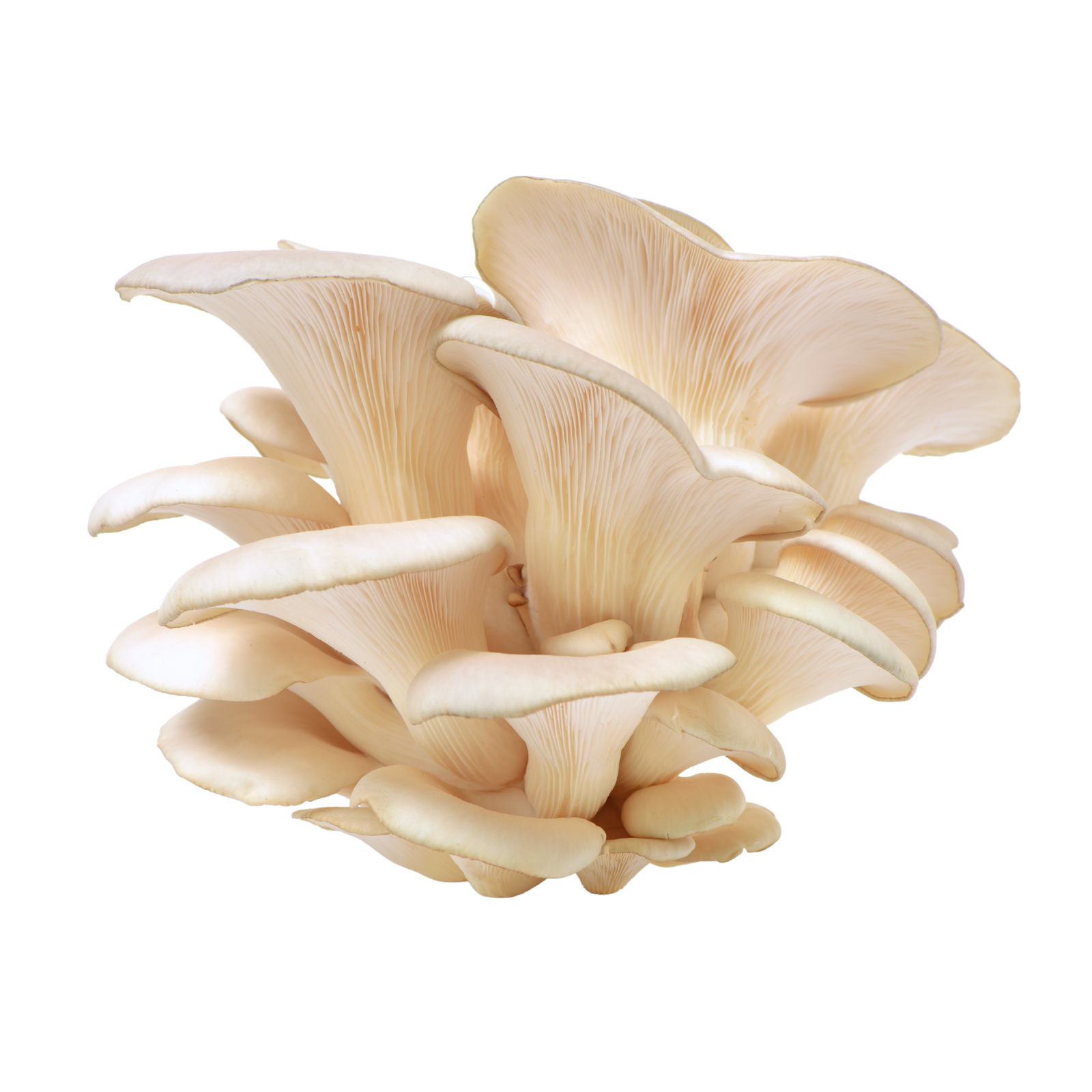 White Oyster Mushroom